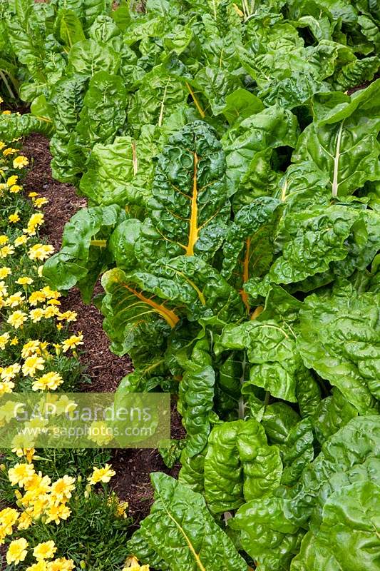 Chard 'Bright Yellow' with Tagetes, Marigold to ward off aphids 