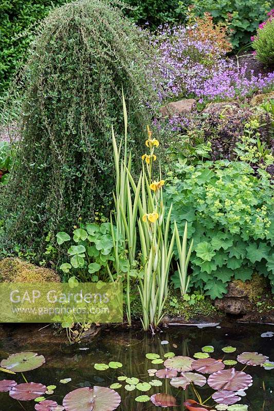 The pond with plants including Iris pseudacorus Variegata - Variegated Yellow Flag Iris, Caltha palustris - Marsh marigold and Alchemilla mollis - Lady's mantle and Nymphaea - Waterlily