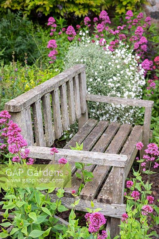 Wooden bench in the Kitchen Garden, surrounded by flowering Centranthus ruber - Red Valerian and Cerastium tomentosum - Dusty Miller.