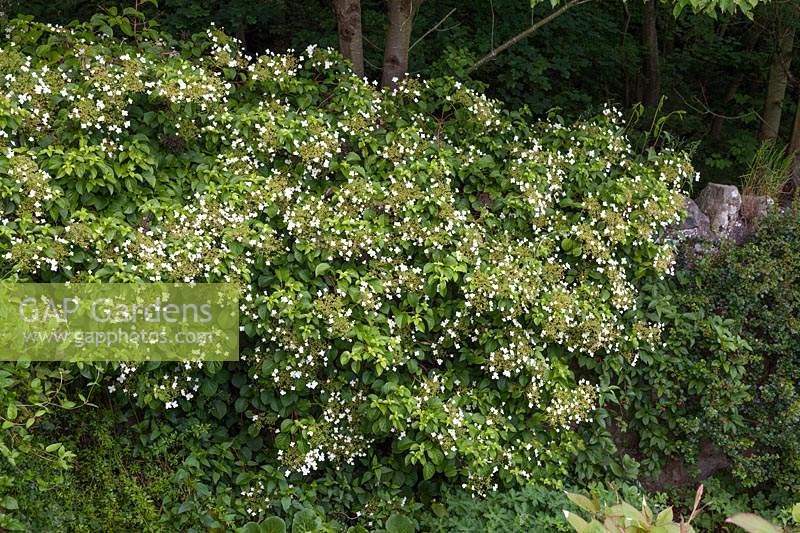 Hydrangea anomala subsp. petiolaris - Climbing Hydrangea