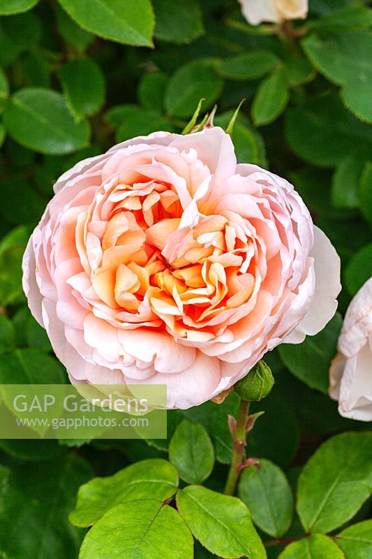 Rosa 'The Lady Gardener' - 'Ausbrass'