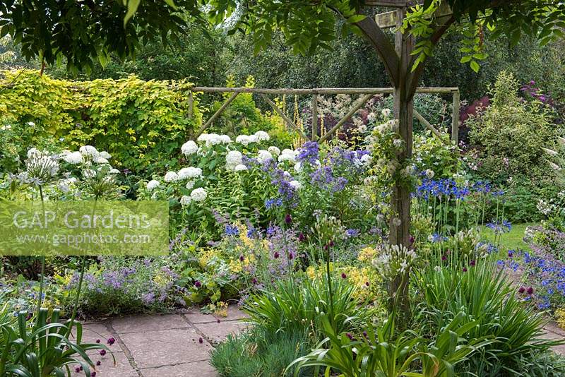 Seen past blue and white agapanthus, Hydrangea arborescens 'Annabelle' in a border with blue phlox and catmint.