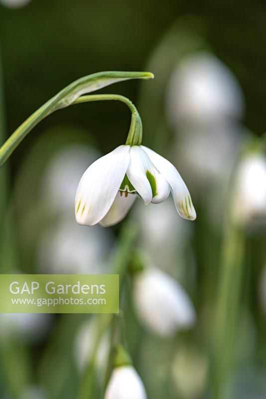 Galanthus 'Ophelia' - a Greatorex double snowdrop