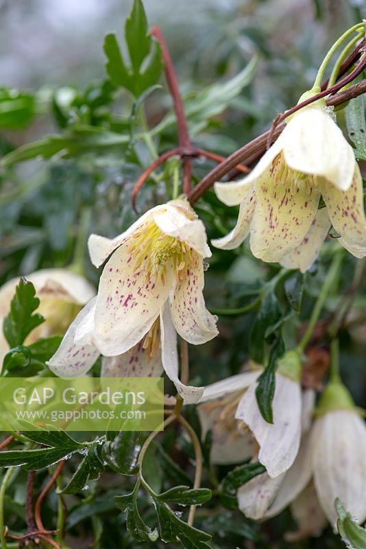 Clematis cirrhosa var. balearica - a winter flowering climber producing scented cream flowers with maroon freckles
