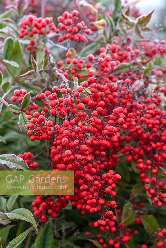 Nandina domestica - heavenly bamboo, with bright red winter berries