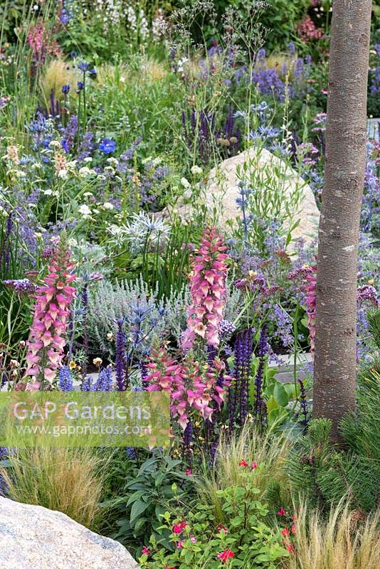 The Digitalis 'Foxlight Rose Ivory' - Foxglove - mingling with salvias beneath a tree. The Viking Cruises Lagom Garden, designed by Will Williams, RHS Hampton Court Palace Garden Festival, 2019.