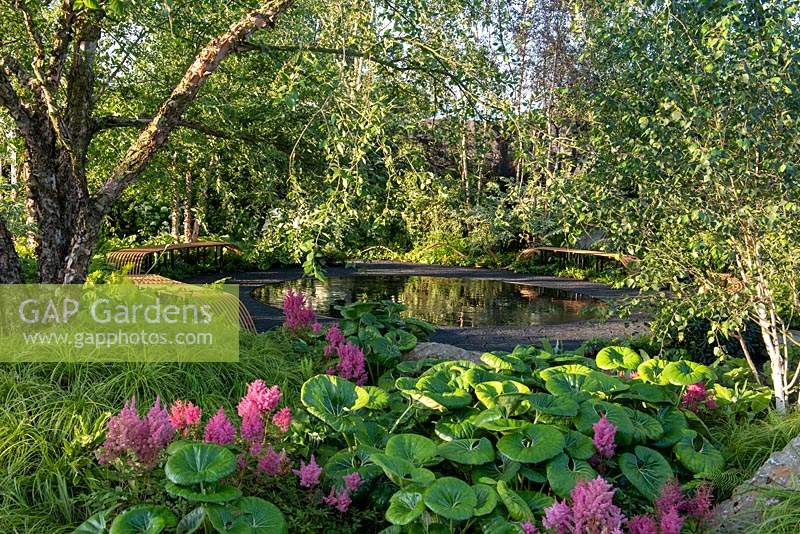 Surrounding a reflective pool with benches, birch trees and oaks are underplanted with shade-loving perennials. Smart Meter Garden, designed by Matthew Childs.  RHS Hampton Court Palace Garden Festival, 2019. 