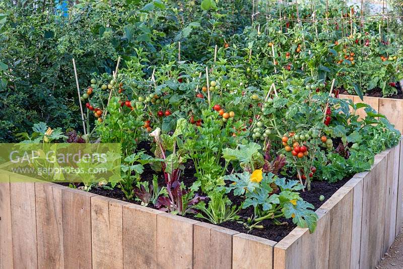 A raised wooden bed with vegetables such as courgettes, parsnips, tomatoes and chilli peppers.

