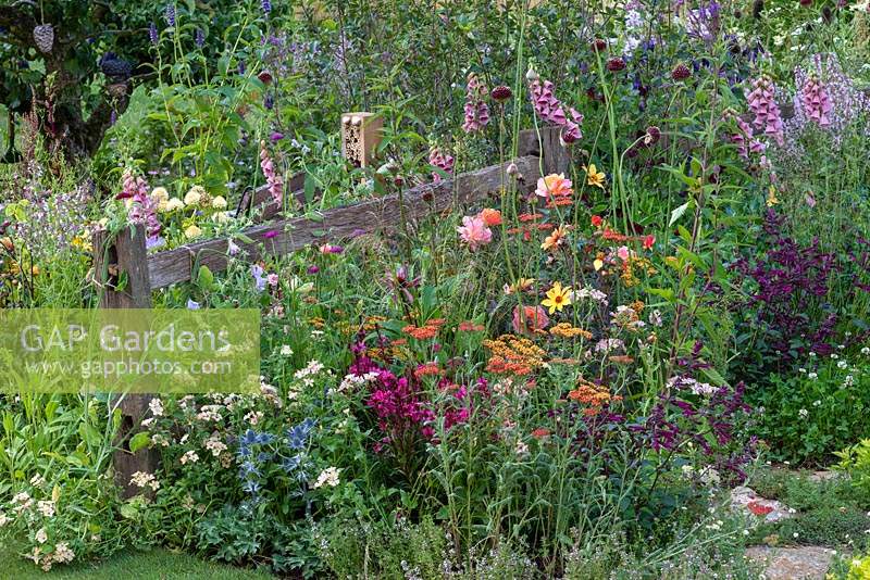 A relaxed wildlife friendly border planted with foxgloves, alliums, roses, achilleas, salvias and sweet peas. BBC Springwatch Garden, designed by Jo Thompson. RHS Hampton Court Palace Garden Festival, 2019.
