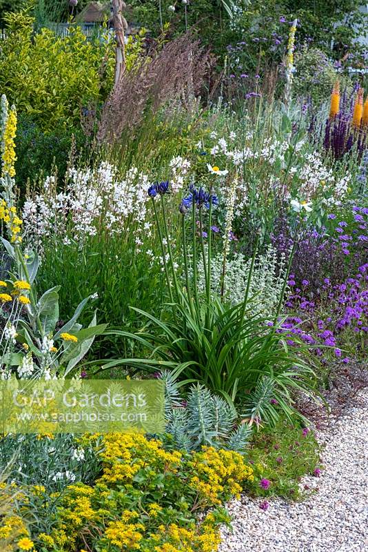 Mixed border of Agapanthus, sedums, verbascums, Gaura and verbenas. Beth Chatto: The Drought Resistant Garden, designed by David Ward, RHS Hampton Court Garden Palace Show, 2019.
