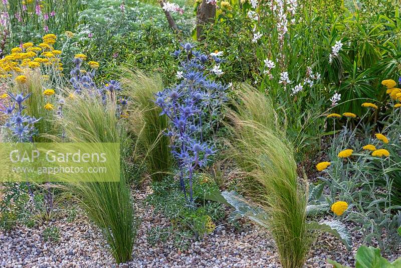 Gravel garden inspired by Beth Chatto, with drought tolerant plants such as Stipa tenuissima, Eryngium bourgatii AND Achillea x Schwellenberg. Beth Chatto: The Drought Resistant Garden, designed by David Ward, RHS Hampton Court Garden Palace Show, 2019.

