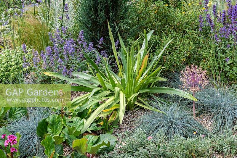 Gravel garden with spiky leaves of Eryngium agavifolium, agave leaved sea holly, beside Festuca glauca, bergenias and catmint.