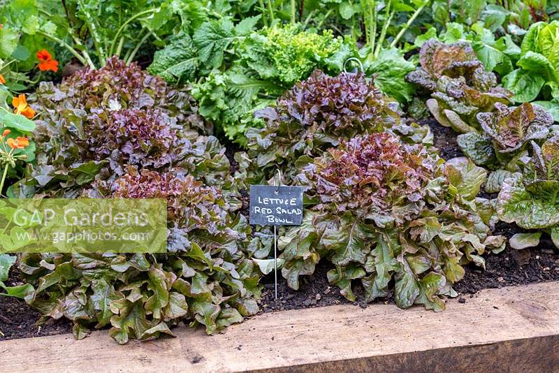 Lettuce 'Red Salad Bowl' growing in raised bed. 