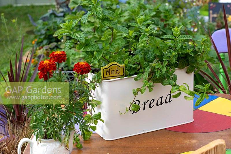 An old bread bin is planted with culinary mint.