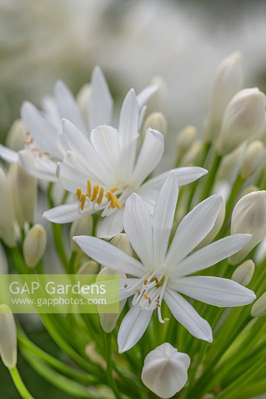 Agapanthus 'White Heaven'-  African lily  'White Heaven'