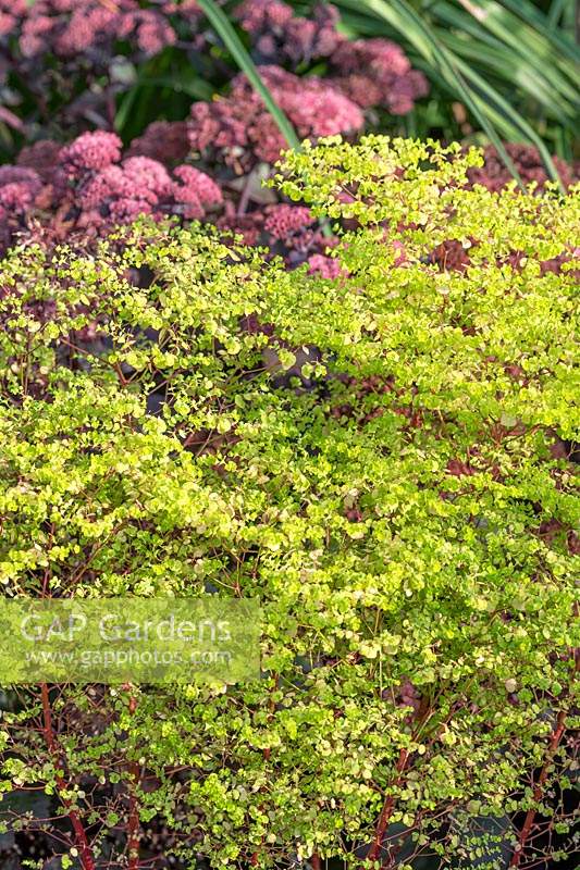 Euphorbia stricta 'Golden Foam' - Upright spurge