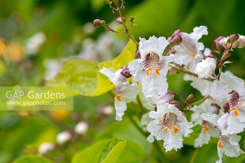 Catalpa bignonioides 'Aurea' - Golden Indian bean tree flower