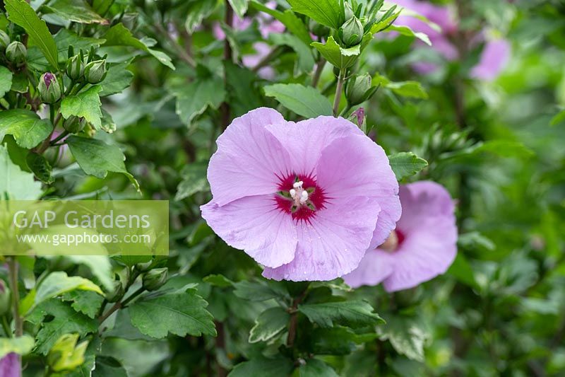 Hibiscus syriacus 'Minpast' - Rose of Sharon 'Minpast'