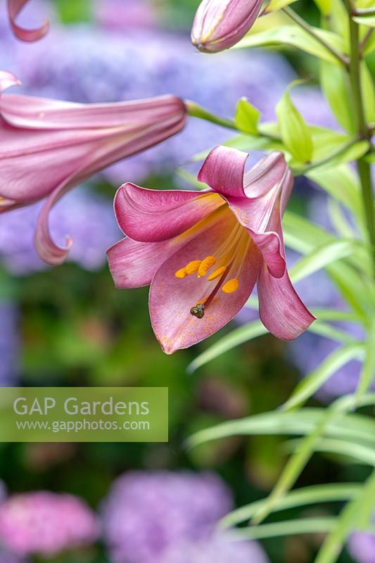Lilium 'Pink Perfection' - Trumpet Lily 'Pink Perfection'