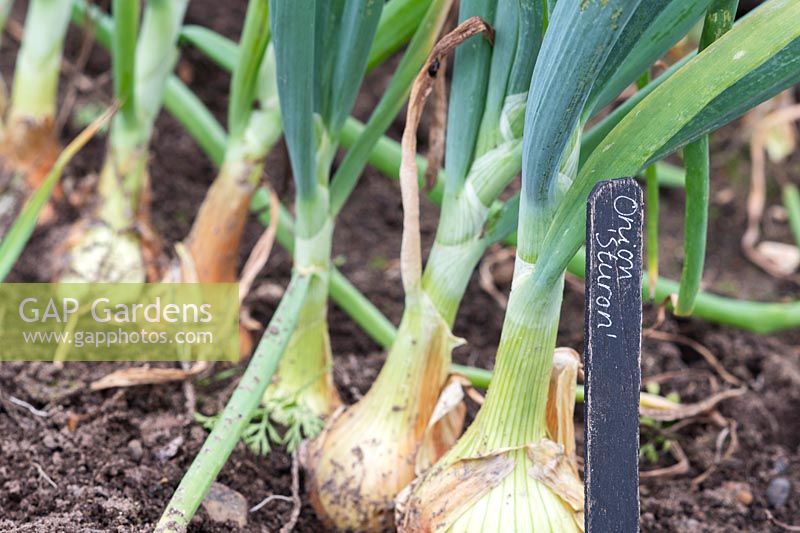 Allium cepa - Onion 'Sturon' label in front of row of onions. 