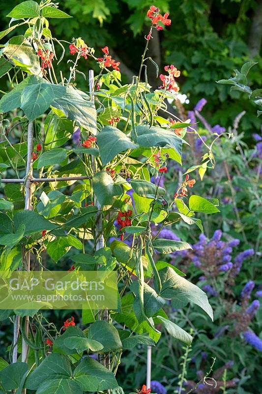 Phaseolus coccineus - Runner beans in the early morning sunlight