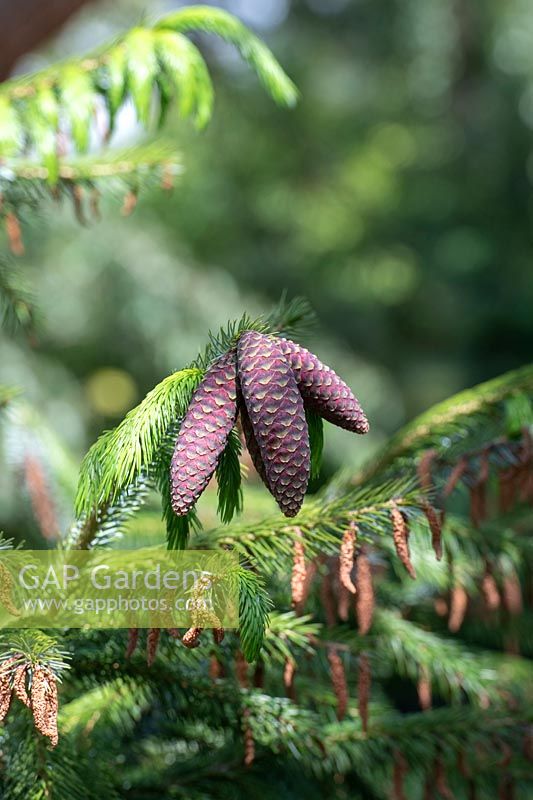 Picea brachytyla - Sargent spruce cones 