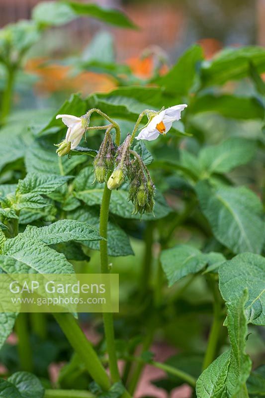 Solanum tuberosum  'Ulster Prince' - Potato 'Ulster Prince'