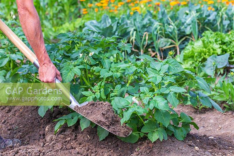 Woman earthing up potatoes using a spade. 