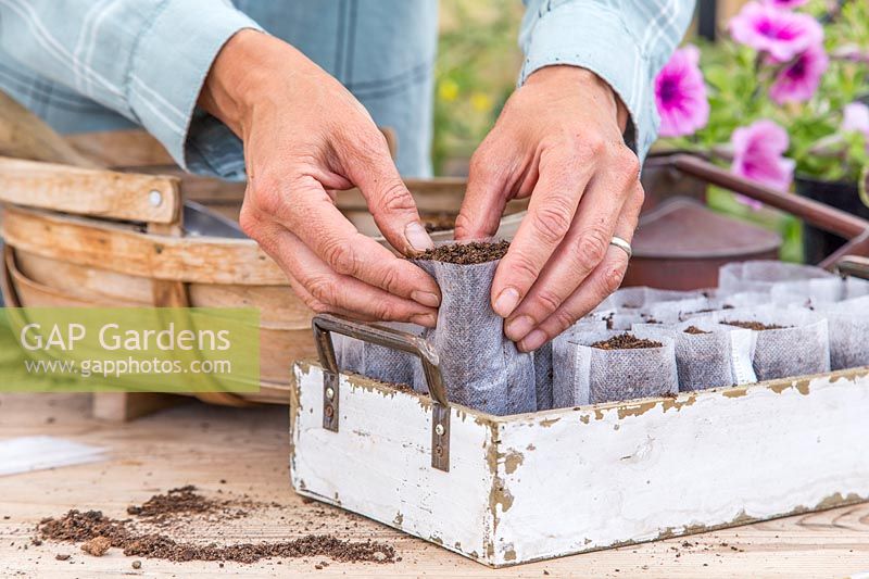 Woman placing the filled bio pots into a tray ready for sowing. 