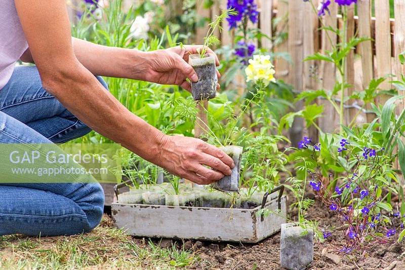 Woman placing biodegrable pots with wildflower seedlings in border ready for planting. 