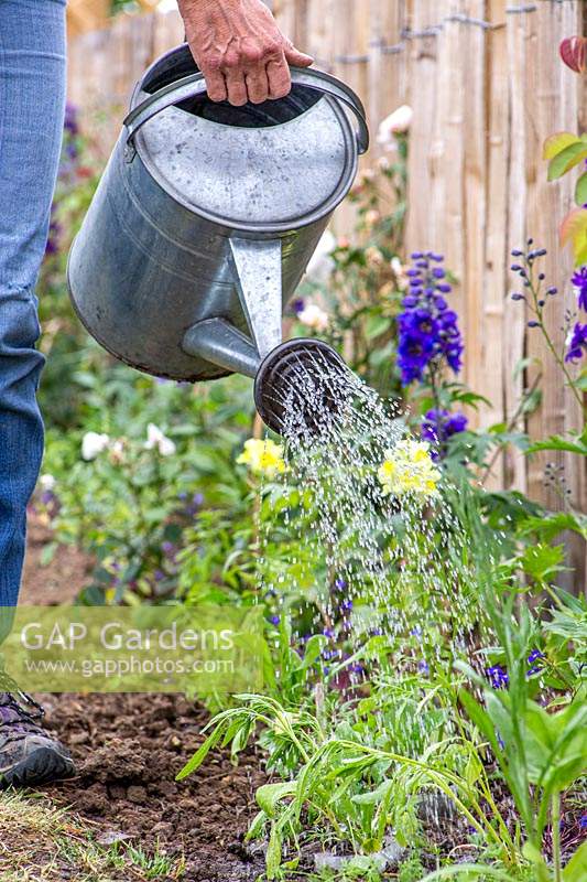 Woman watering in newly planted biodegrable pots with wildflower seedlings in border. 