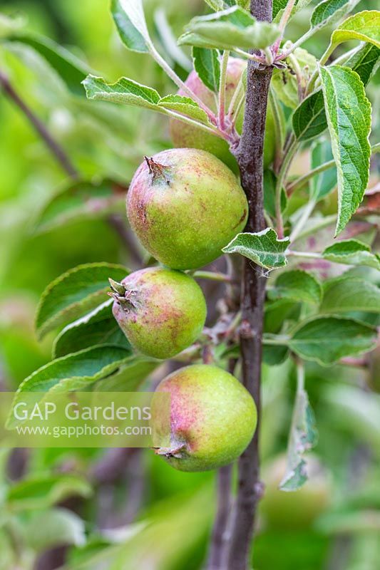 Developing apples - Malus domestica 'Braeburn'