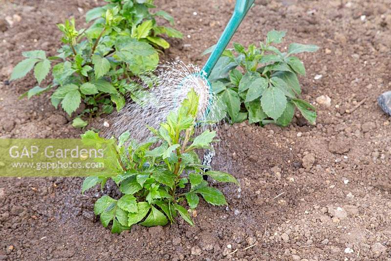 Watering newly planted Dahlias using a watering can