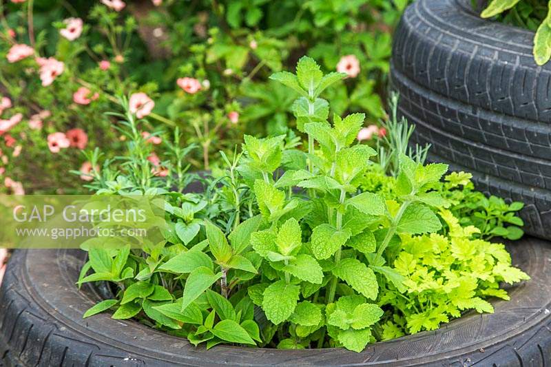 Tyre planters with mixed herbs including Bowles Mint and Feverfew