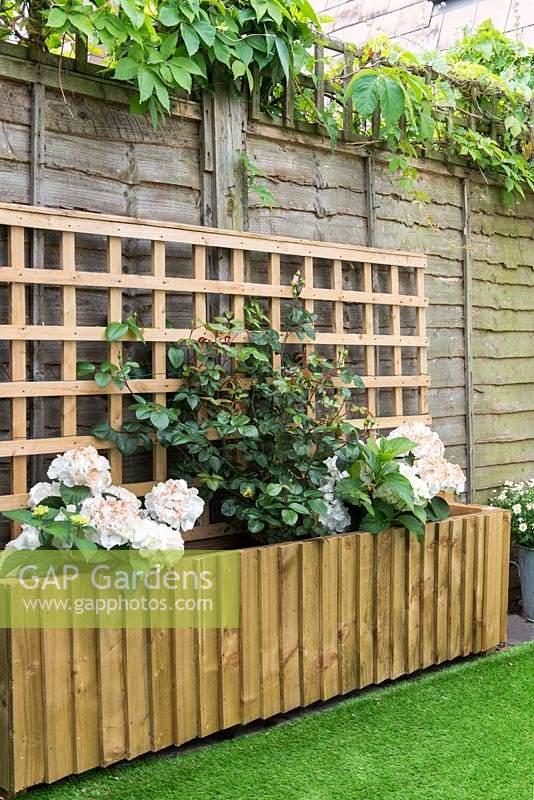 Raised bed with wooden trellis backing planted with Hydrangeas and Rose