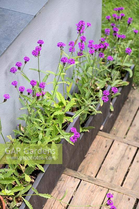 Grey square containers planted with Verbena 'rigida' lining the wooden steps