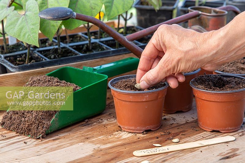 Sowing a single Butternut seed in each pot