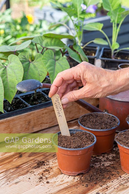 Adding label to the newly sown seeds in pots