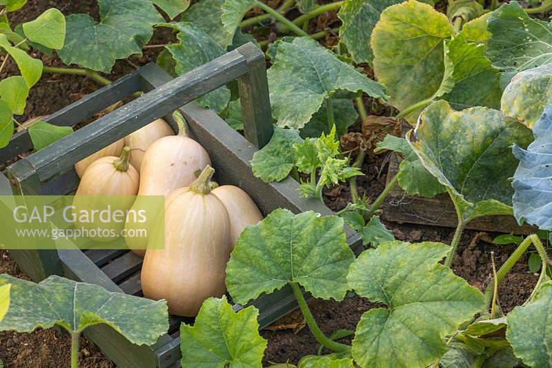 Newly harvested Butternut Squash 'Harrier' in wooden trug
