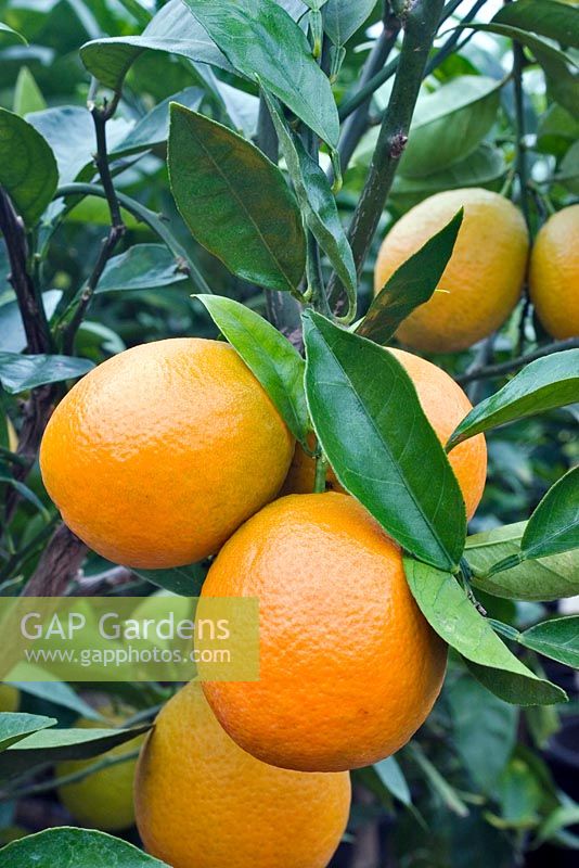 Citrus Sinesis 'Valencia' - oranges ripening on tree 