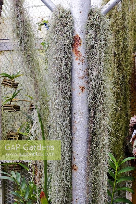 Tillansia Usneoides - Spanish Moss 