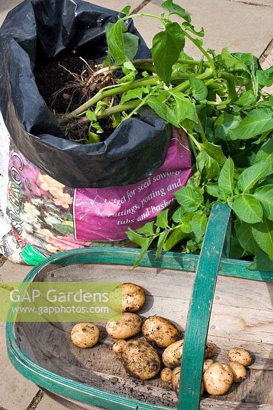Early crop of potatoes 'Homeguard' grown in a bag 