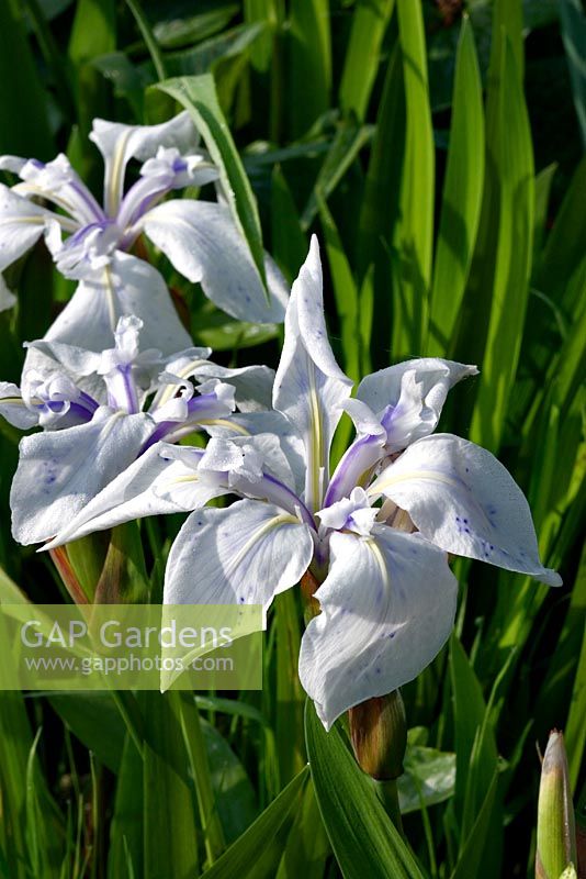 Iris laevigata 'Mottled Beauty' - Iris 'Mottled Beauty'