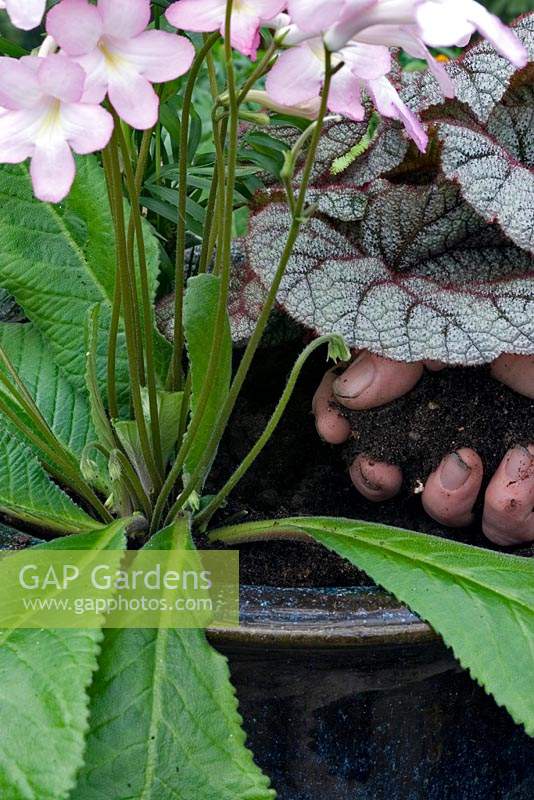 Person planting Streptocarpus, Begonia and Chamaedorea elegans palm in mixed container.
