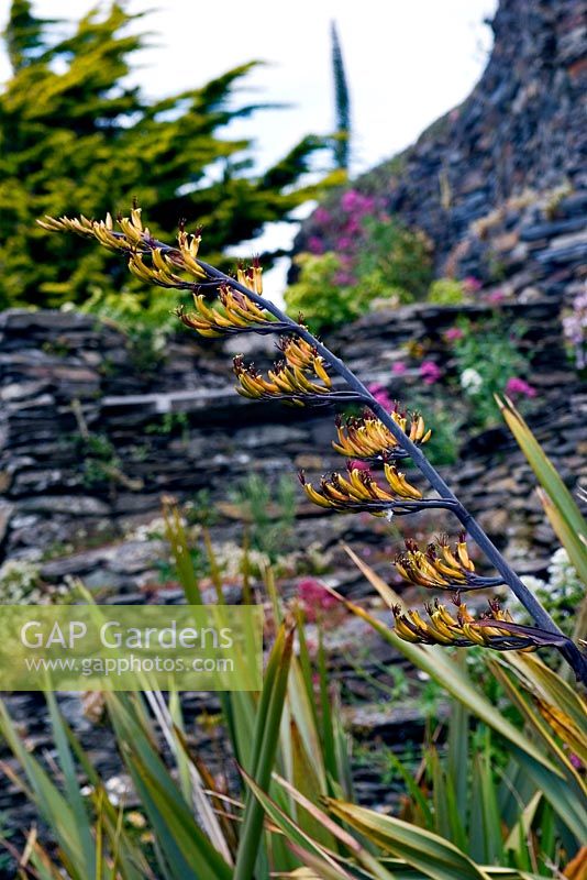 Flower spike of Phormium tenax - New Zealand Flax at Headland Garden, cornwall, UK. 