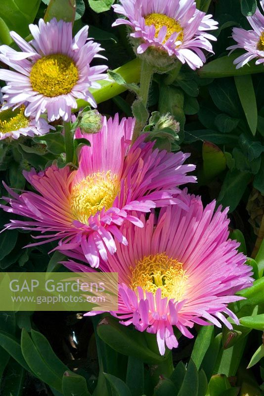 Erigeron glaucus - Beach Aster and Lampranthus roseus - Rosy Shining Plant