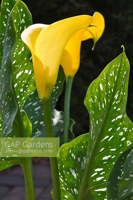Zantedeschia elliottiana - Golden Arum Lily 