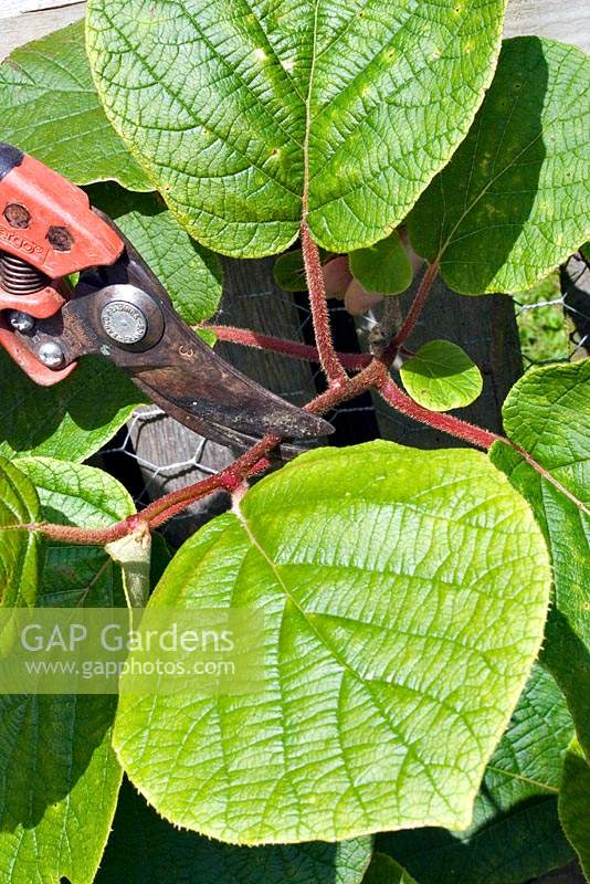 Pruning back Actinidia deliciosa - Kiwi fruit - Cutting back side-shoots to five nodes
