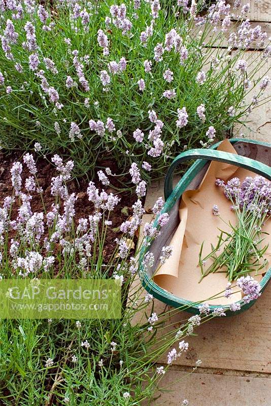 Trug with cut flowers of Lavandula angustifolia 'Miss Katherine' - Lavender 'Miss Katherine' 