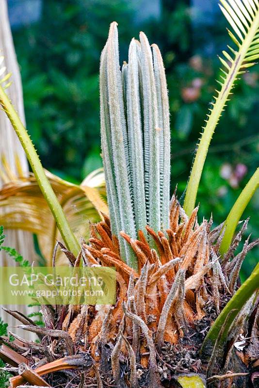 Cycas revoluta -Japanese Sago Palm